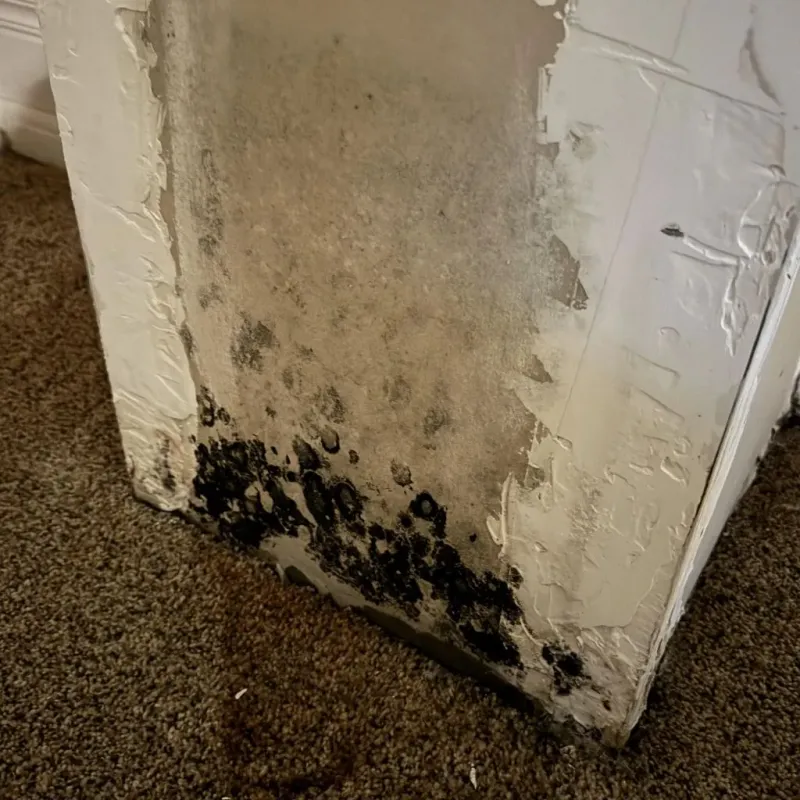 Professional Mold Removal in Guernsey, WY